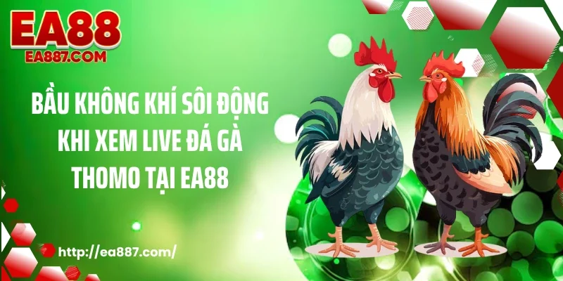 Bầu không khí sôi động khi xem Live đá gà thomo tại EA88