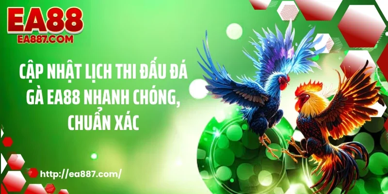Cập nhật lịch thi đấu đá gà EA88 nhanh chóng, chuẩn xác
