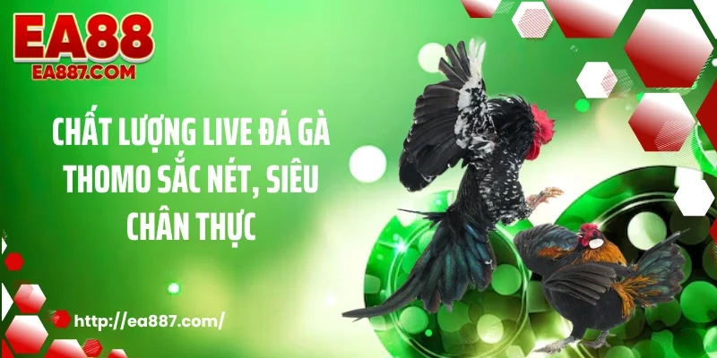 Chất lượng Live đá gà thomo sắc nét, siêu chân thực