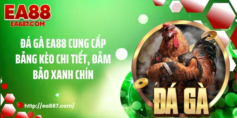 Đá gà EA88 cung cấp bảng kèo chi tiết, đảm bảo xanh chín