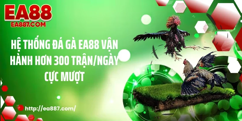 Hệ thống đá gà EA88 vận hành hơn 300 trận/ngày cực mượt