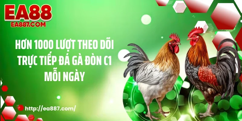 Hơn 1000 lượt theo dõi trực tiếp đá gà đòn C1 mỗi ngày