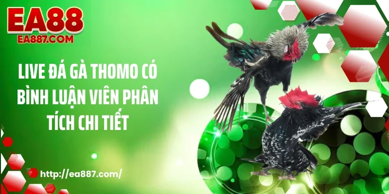 Live đá gà thomo có bình luận viên phân tích chi tiết