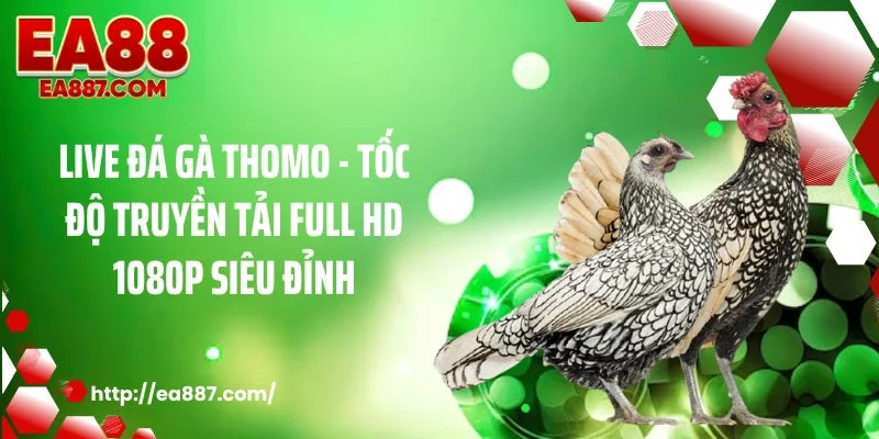 Live Đá Gà Thomo - Tốc Độ Truyền Tải Full HD 1080p Siêu Đỉnh