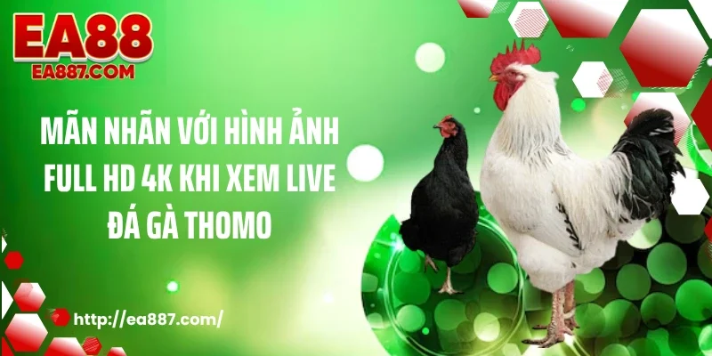 Mãn nhãn với hình ảnh full HD 4K khi xem Live đá gà thomo