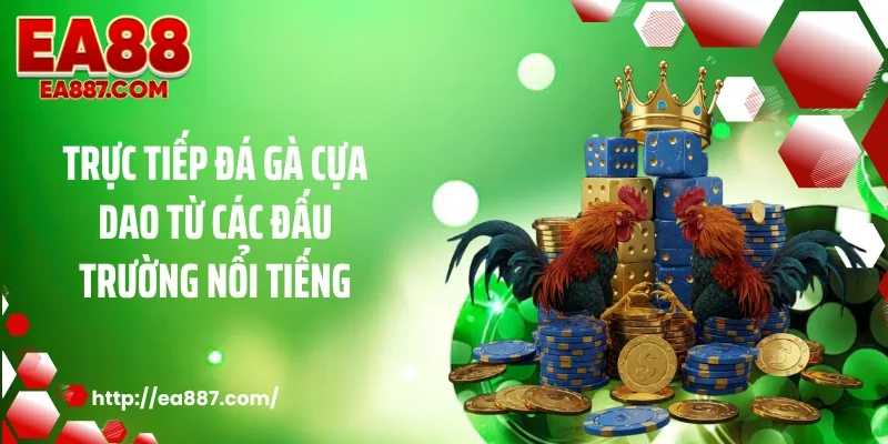 Trực tiếp đá gà cựa dao từ các đấu trường nổi tiếng
