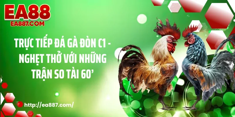 Trực Tiếp Đá Gà Đòn C1 - Nghẹt Thở Với Những Trận So Tài 60’
