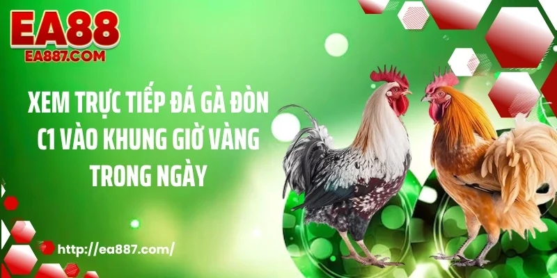Xem trực tiếp đá gà đòn C1 vào khung giờ vàng trong ngày